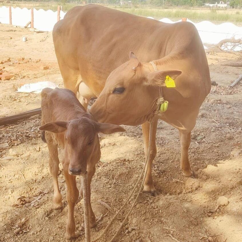 baby cow