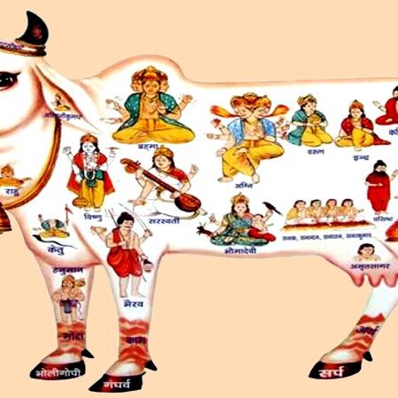 A photo of a holy cow is seen in the image