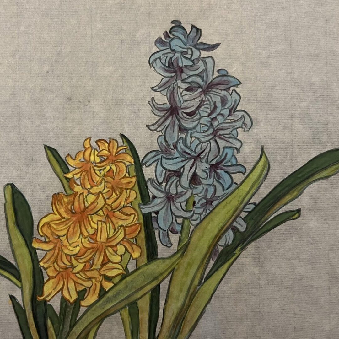 hyacinthcropped
